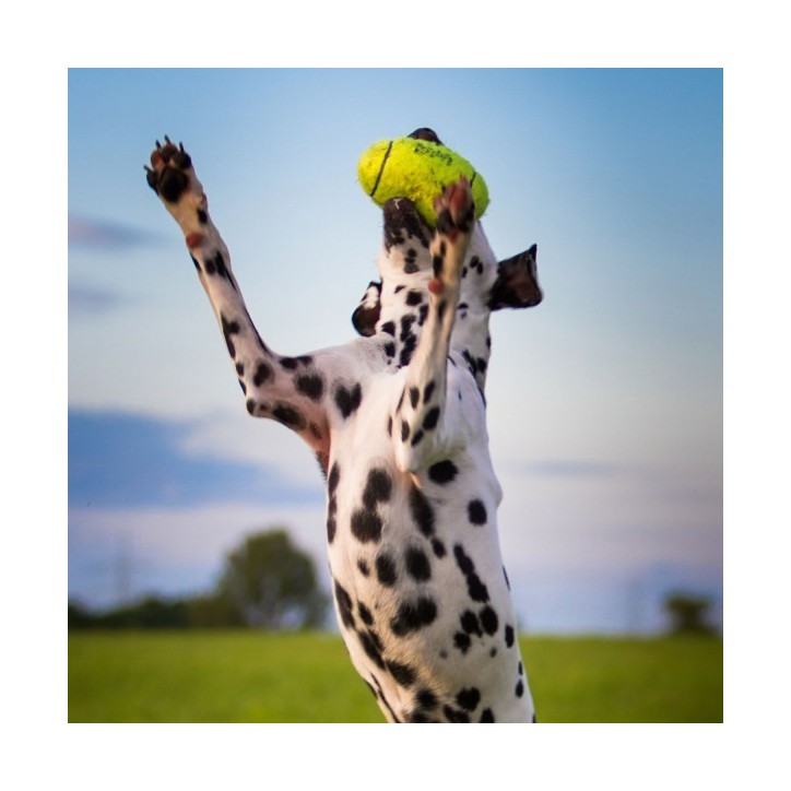 KONG® AirDog® Squeaker Football KONG® AirDog® Squeaker Football