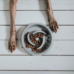 Habzsolásgátló tál Atlanta