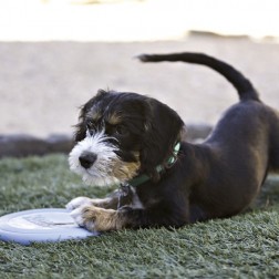 KONG® Puppy Flyer
