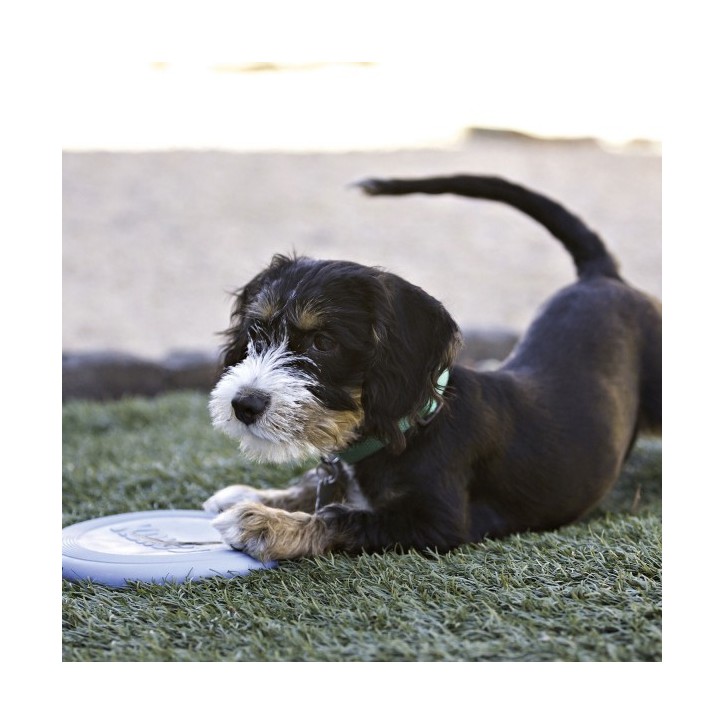 KONG® Puppy Flyer