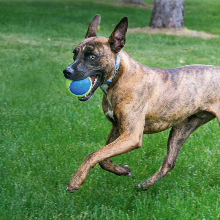 KONG® Squeakair® Ultra Balls