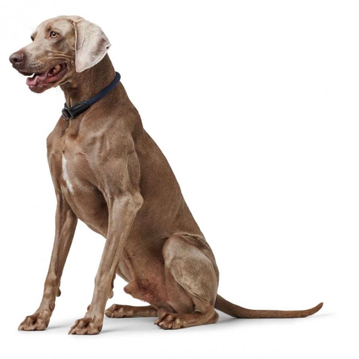 Eiby Freestyle nyakörv