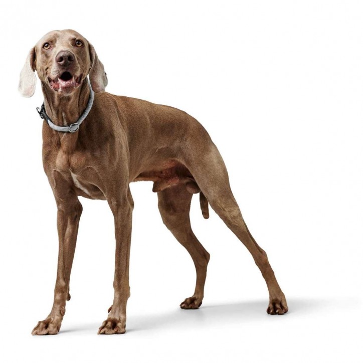 Eiby Freestyle nyakörv