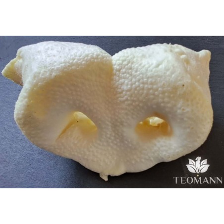 Teomann puffasztott sertésorr