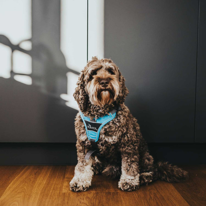 Hunter Divo hám - világoskék