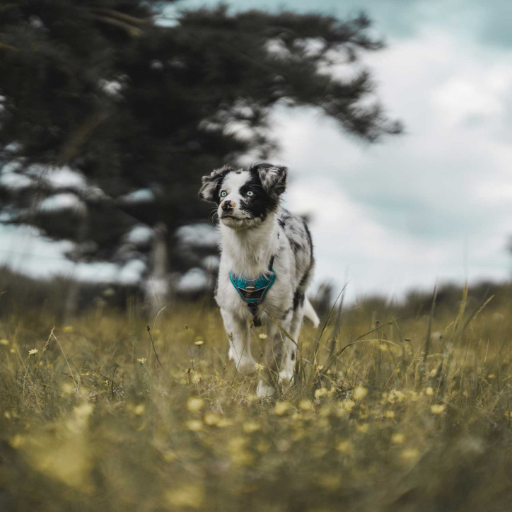 Hunter Divo hám - világoskék