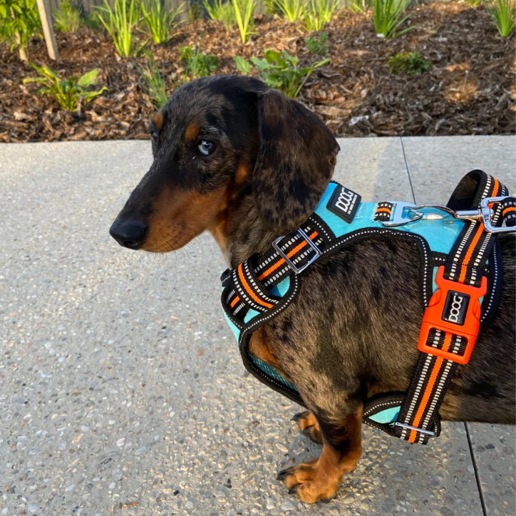 Doog Neotech Heavy Duty hám - Beethoven