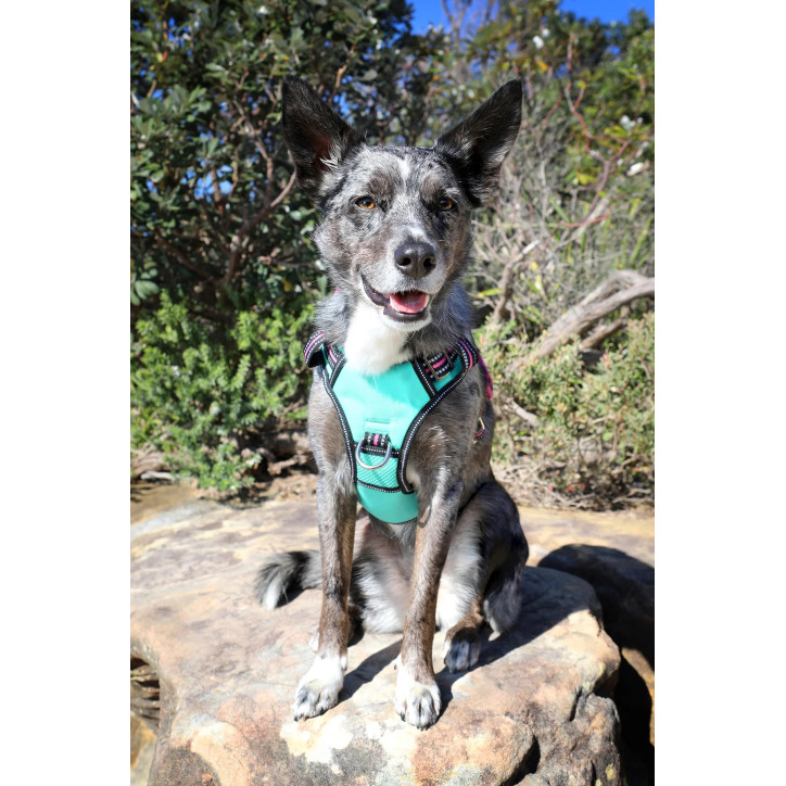 Doog Neotech Heavy Duty hám - Rin Tin Tin