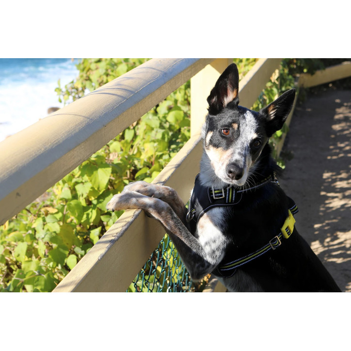 Doog Neotech Heavy Duty hám - Bolt