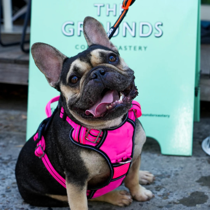 Doog Neotech Heavy Duty hám - Lady