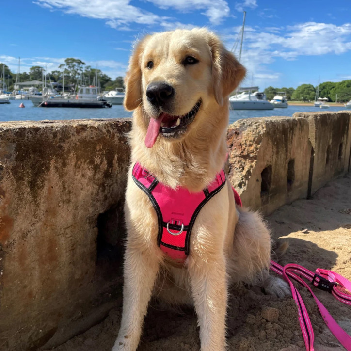 Doog Neotech Heavy Duty hám - Lady