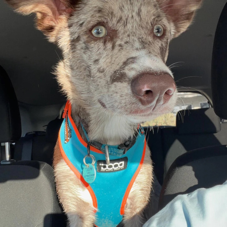 Doog Neoflex hám - Beethoven