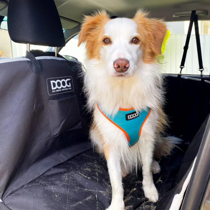 Doog Neoflex hám - Beethoven