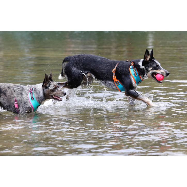 Doog Neoflex hám - Beethoven