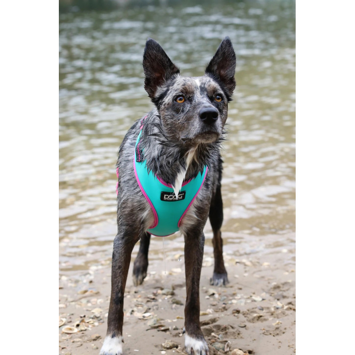 Doog Neoflex hám - Beethoven