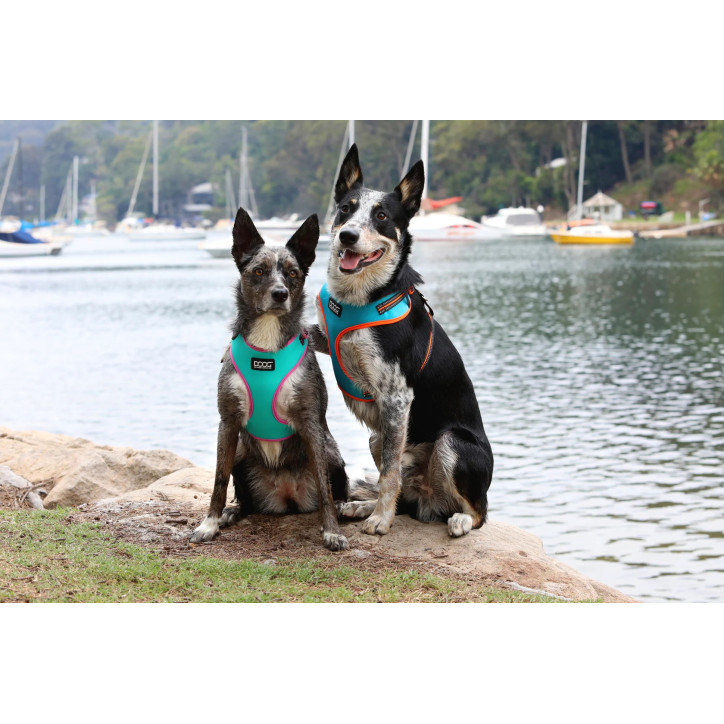 Doog Neoflex hám - Beethoven