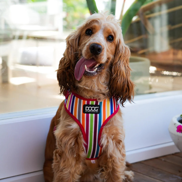 Doog Neoflex hám - Scooby