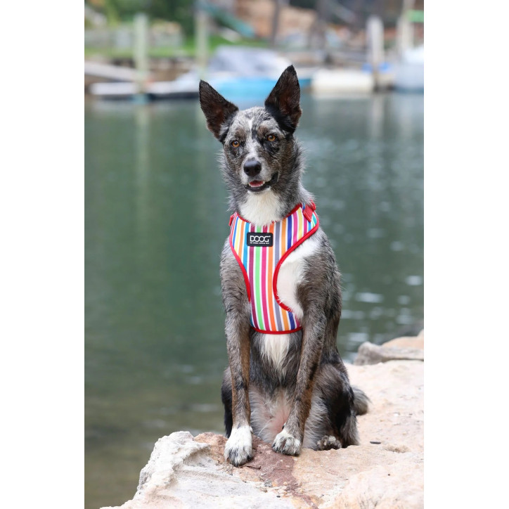 Doog Neoflex hám - Scooby