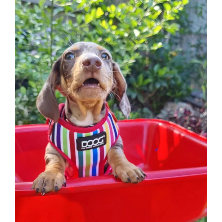 Doog Neoflex hám - Scooby