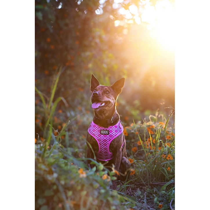 Doog Neoflex hám - Toto