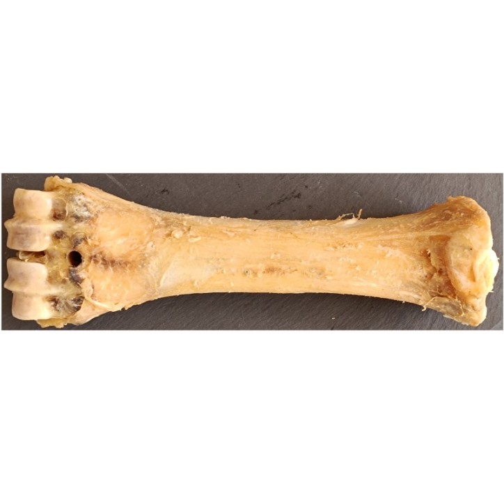 Teomann Világos Borjúlábszárcsont